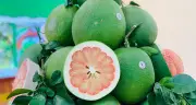 Lô Bưởi Việt Nam Đầu Tiên Chính Thức Đặt Chân Lên Thị Trường Úc