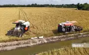 Lúa Đông Xuân Tây Ninh trúng mùa nhưng lợi nhuận thấp vì giá giảm, chi phí tăng