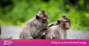 Liên tiếp 5 du khách bị khỉ cắn tại Mũi Điện nhập viện cấp cứu
