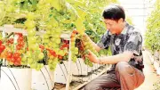 Lâm Đồng ứng dụng công nghệ tưới tiết kiệm, nâng cao hiệu quả nông nghiệp