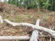 Làm rõ phương thức, thủ đoạn khai thác rừng khu vực giáp ranh tỉnh Gia Lai