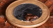 Loài vật nhỏ nhất hành tinh được phát hiện