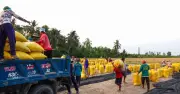 Mùa Gặt Miền Tây: Nhọc Nhằn Và Rộn Ràng Trong Công Việc Vác Lúa