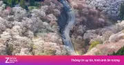 Mùa hoa anh đào Nhật Bản rực rỡ nhưng tiềm ẩn nguy cơ cây đổ tại Tokyo