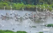 Đàn chim hàng nghìn con kéo về Vườn quốc gia Tràm Chim