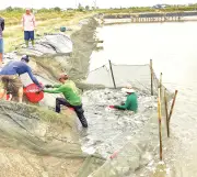 Đồng bằng sông Cửu Long đa dạng hóa nuôi cá rô phi để giảm rủi ro và tăng xuất khẩu