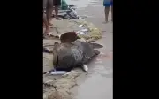 Ngư dân Brazil thả cá mú khổng lồ quý hiếm mắc lưới trở lại biển