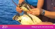 Ngư dân Phú Quý giải cứu hai cá thể rùa biển quý hiếm mắc lưới thải
