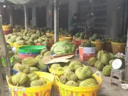 Đồng Tháp: Giá sầu riêng giảm mạnh, nhà vườn và thương lái gặp khó