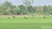 Đồng Tháp: Hàng nghìn chim quý hiếm, trong đó có quắm đen, đổ về cánh đồng lúa