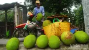 Đồng Tháp đối mặt thách thức xuất khẩu sầu riêng, mít do thiếu kiểm nghiệm và liên kết lỏng lẻo