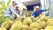 Đồng Tháp: Nông dân chịu cảnh 'bẻ lái' từ thương lái, đòi hỏi tái cấu trúc chuỗi giá trị