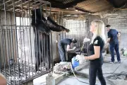 Nghệ An Giải Cứu Thành Công Hai Cá Thể Gấu Ngựa Nuôi Nhốt Hơn 20 Năm