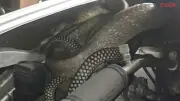 Nghe Tiếng Động Lạ Dưới Nắp Xe, Mở Ra Kinh Hoàng Phát Hiện Bóng Đen Dài 3 Mét