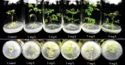 Nghiên cứu Việt Nam chứng minh hiệu quả của hạt nano kim loại trong nuôi cấy thực vật in vitro