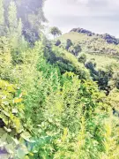 Ngải Cứu Rừng Tà Xùa: Từ Cây Hoang Dã Thành Sản Phẩm Hàng Hóa, Góp Phần Giữ Rừng