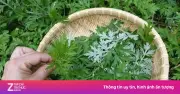 Ngải Cứu: 'Siêu Thực Phẩm' Mọc Đầy Vườn Nhà, Tốt Như Thuốc Bổ