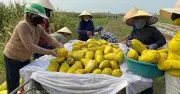 Người dân Hà Tĩnh chung tay giúp sản phụ gãy chân tiêu thụ 10 tấn dưa