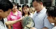 Người đàn ông nhặt được viên đá hình gấu trúc quý hiếm, định giá hơn 500 tỷ đồng