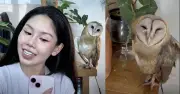 Người phụ nữ TP.HCM cứu sống và chăm sóc chim cú lợn bị gãy cánh như thú cưng