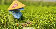 Nông dân Quảng Ngãi khốn đốn vì ớt rớt giá thê thảm, được mùa nhưng mất giá
