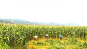 Nông dân Quảng Trị thu lợi lớn từ mô hình bán ngô nguyên cây tại ruộng