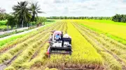 Nông dân Vĩnh Long trúng mùa nhưng lỗ vì chi phí tăng, giá lúa thấp