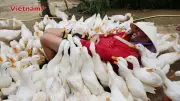 Nông trại 'massage vịt' ở Quảng Bình thu hút du khách quốc tế