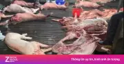 Phường Thanh Liệt rà soát 17 trường học sau vụ Cường Phát sử dụng 300 tấn thịt lợn bệnh