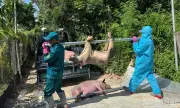 Quảng Ngãi Quyết Liệt Phòng Chống Dịch Tả Lợn Châu Phi, Tiêu Hủy Hàng Trăm Con