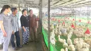 Quảng Ngãi Tăng Cường Phòng Chống Cúm Gia Cầm, Tiêm Phòng Đạt Trên 80% Đàn