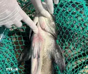 Quảng Ngãi xác định nguyên nhân cá bớp chết hàng loạt tại đặc khu Lý Sơn