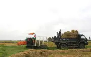 Quảng Trị: Rơm rạ thành hàng hóa, kiến tạo nền nông nghiệp tuần hoàn bền vững