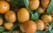 Quýt ram đang bán đầy chợ Việt có gì đặc biệt khiến chị em yêu thích?