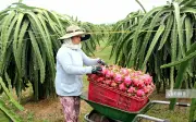 Quy hoạch vùng – chìa khóa chuyển đổi nông nghiệp bền vững tại Lâm Đồng