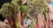 Rau Mầm Gai 'Hot Trend' Mùa Xuân: Đặc Sản Tây Bắc Gây Sốt Mạng Xã Hội