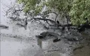 Rái Cá Lông Mượt Tấn Công Cá Sấu Nước Mặn Tại Sungei Buloh Gây Sốt Mạng Xã Hội