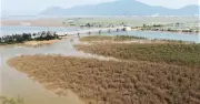 Rừng ngập mặn Hà Tĩnh chết hàng loạt, đe dọa an toàn đê biển và sinh kế người dân