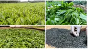 Số hóa sản xuất nông nghiệp: Định hình chuỗi giá trị bền vững
