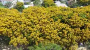 Sắc Vàng Rực Rỡ Của Hoa Sưa Đà Nẵng Thu Hút Du Khách Vào Mùa Hè