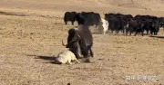 Sói hoang giả chết giữa vòng vây bò Tây Tạng gây tranh cãi