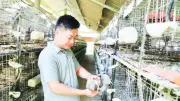 Từ công nhân thành triệu phú nhờ nuôi bồ câu Pháp
