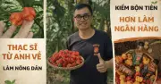Từ nhân viên ngân hàng Hà Nội đến nông dân trồng ớt cay nhất thế giới tại Nha Trang