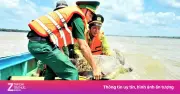 Thả kỳ đà hoa và vích biển 60 kg về tự nhiên tại Cà Mau
