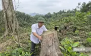 Thanh Hóa: Xử Phạt Hơn 146 Triệu Đồng Vụ Chặt Phá Rừng Phòng Hộ Trái Phép