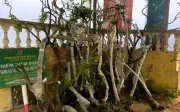 Thu giữ 122 cây muối hồng tại một nhà dân ở Thanh Hóa