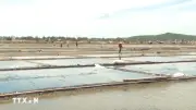 Tái khởi động dự án bảo tồn đồng muối Sa Huỳnh gắn với du lịch cộng đồng