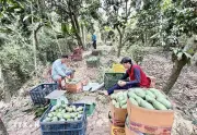 Tìm Đầu Ra Ổn Định, Nâng Giá Trị Cho Trái Xoài Việt Nam