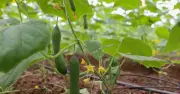 Tân Mỹ Mở Lối Thoát Nghèo Nhờ Giảm Nghèo Thông Tin và Liên Kết Sản Xuất
