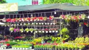 TP.HCM đẩy mạnh đào tạo nghề nông nghiệp đô thị, hướng tới phát triển bền vững